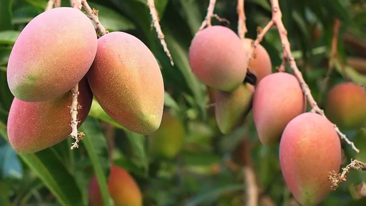 mango-20250526084044