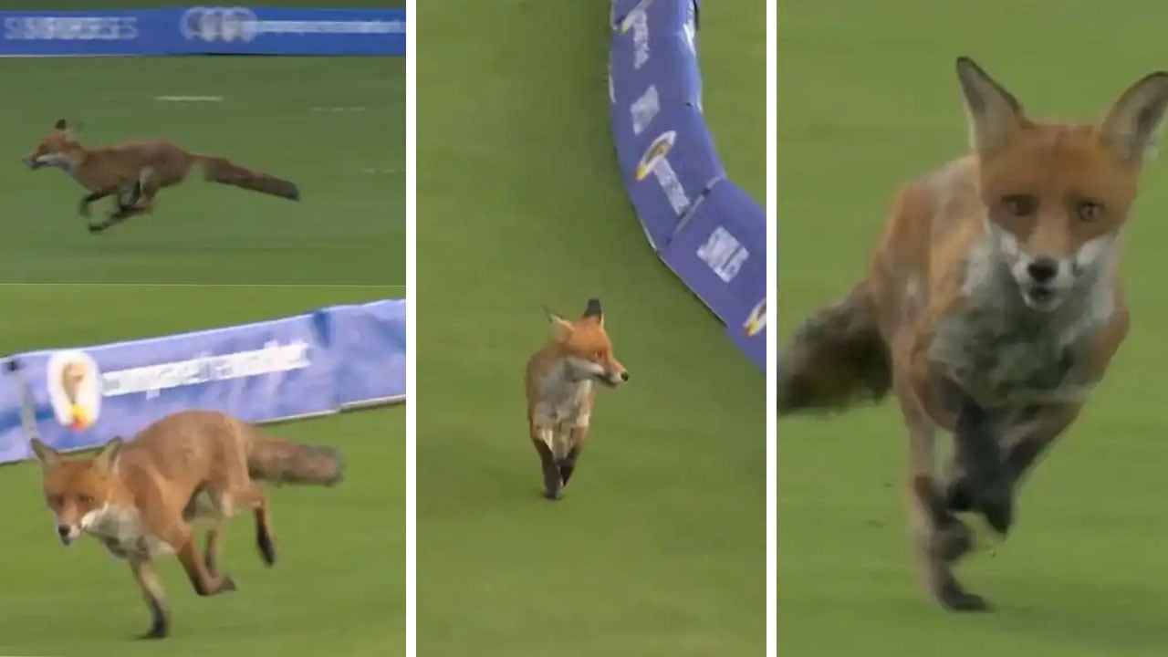 fox_in_the_field
