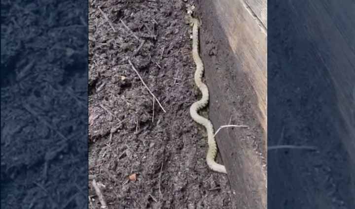 বাগানে সাপের উপদ্রব: কাজ করার আগে বিশেষজ্ঞদের সতর্কবার্তা